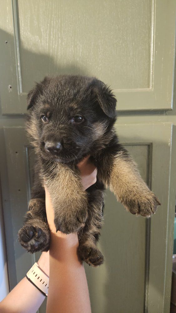 AKC German Shepherd pups 1 left