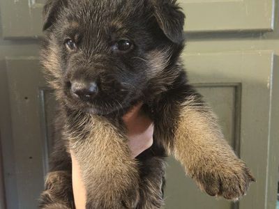 AKC German Shepherd pups 1 left