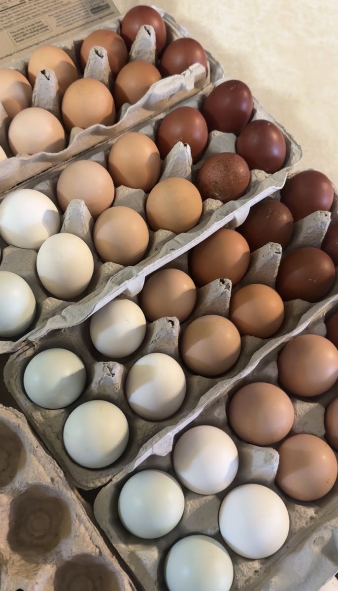 Fresh Colorful Farm Eggs