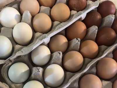 Fresh Colorful Farm Eggs