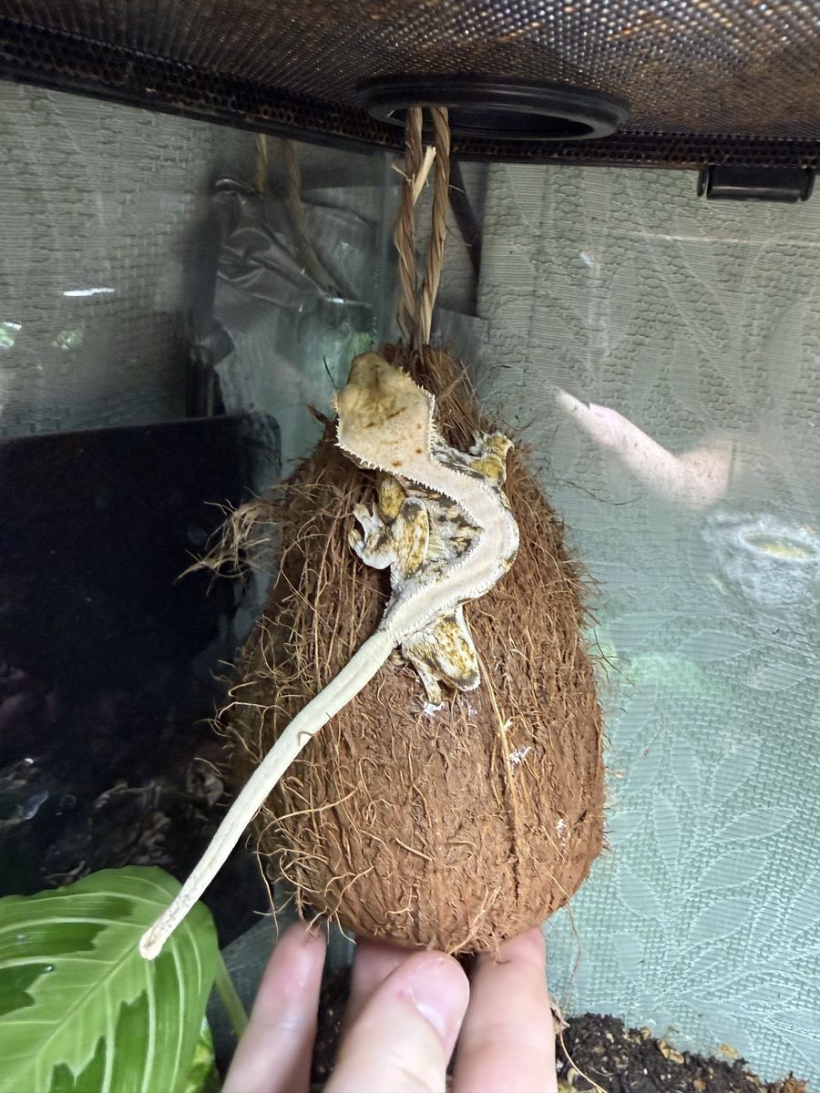 Female Lily white crested gecko
