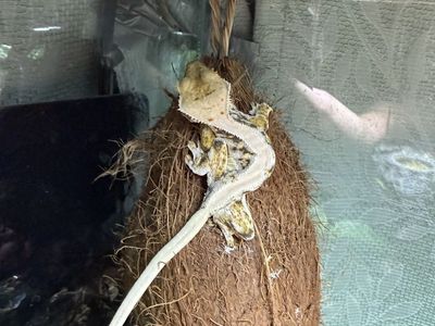 Female Lily white crested gecko