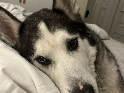 Slate