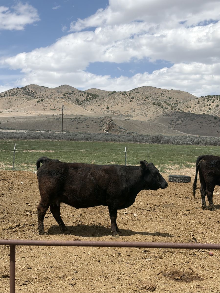 Late calving cows