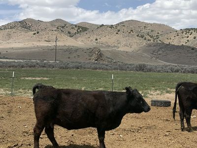 Late calving cows