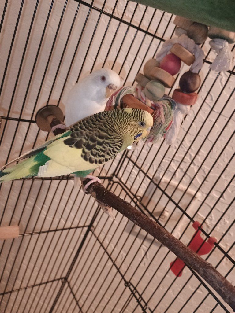 bonded parakeets