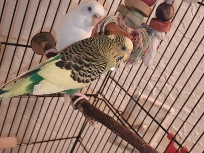 bonded parakeets