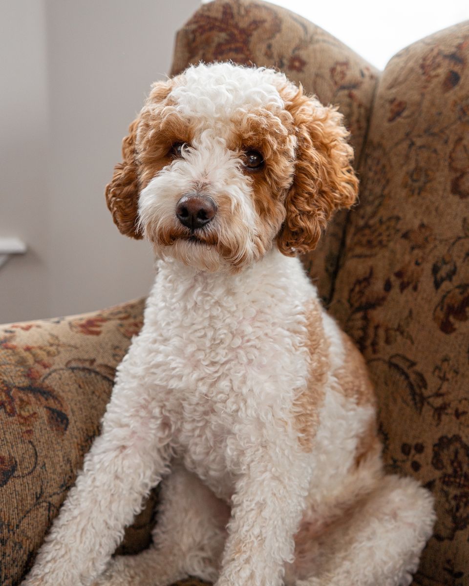 Gorgeous Deep red/white AKC MINI POODLE STUD