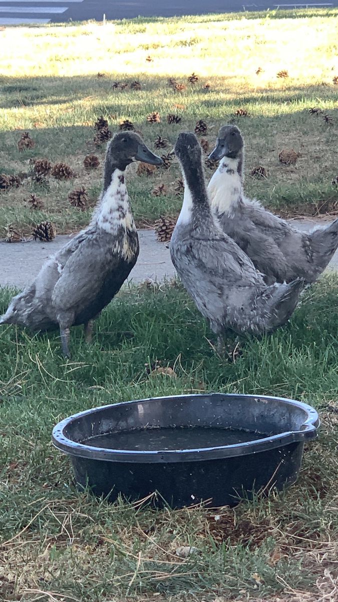 Big Pool with 3 ducklings and about 20lb food and peddling