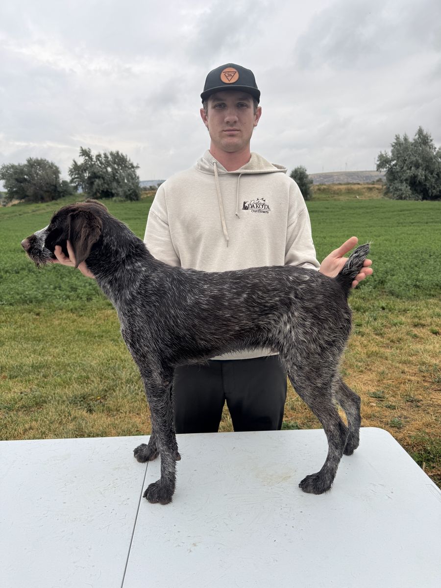 Started German Wirehair Pointer (GWP)