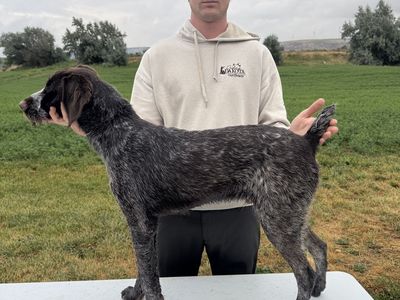 Started German Wirehair Pointer (GWP)