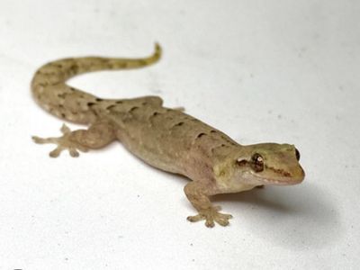 Mourning Geckos