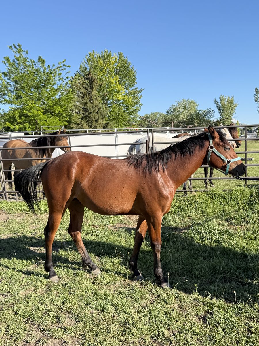 AQHA Registered Bay Mare
