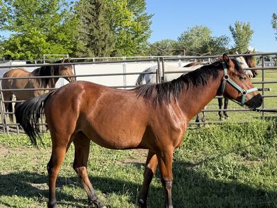 AQHA Registered Bay Mare