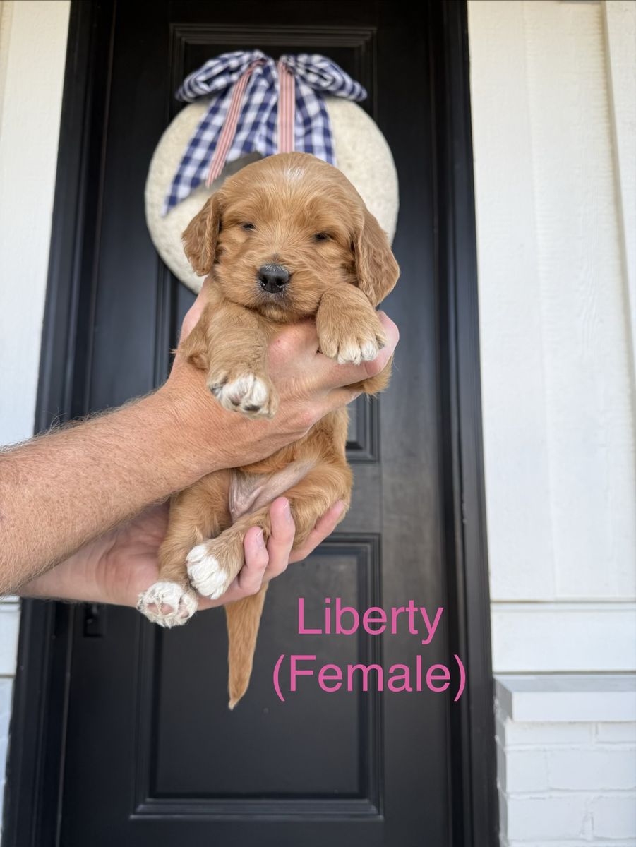 Medium Goldendoodle Puppies – Family Raised