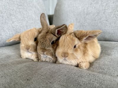 Holland Lop Bunnies!
