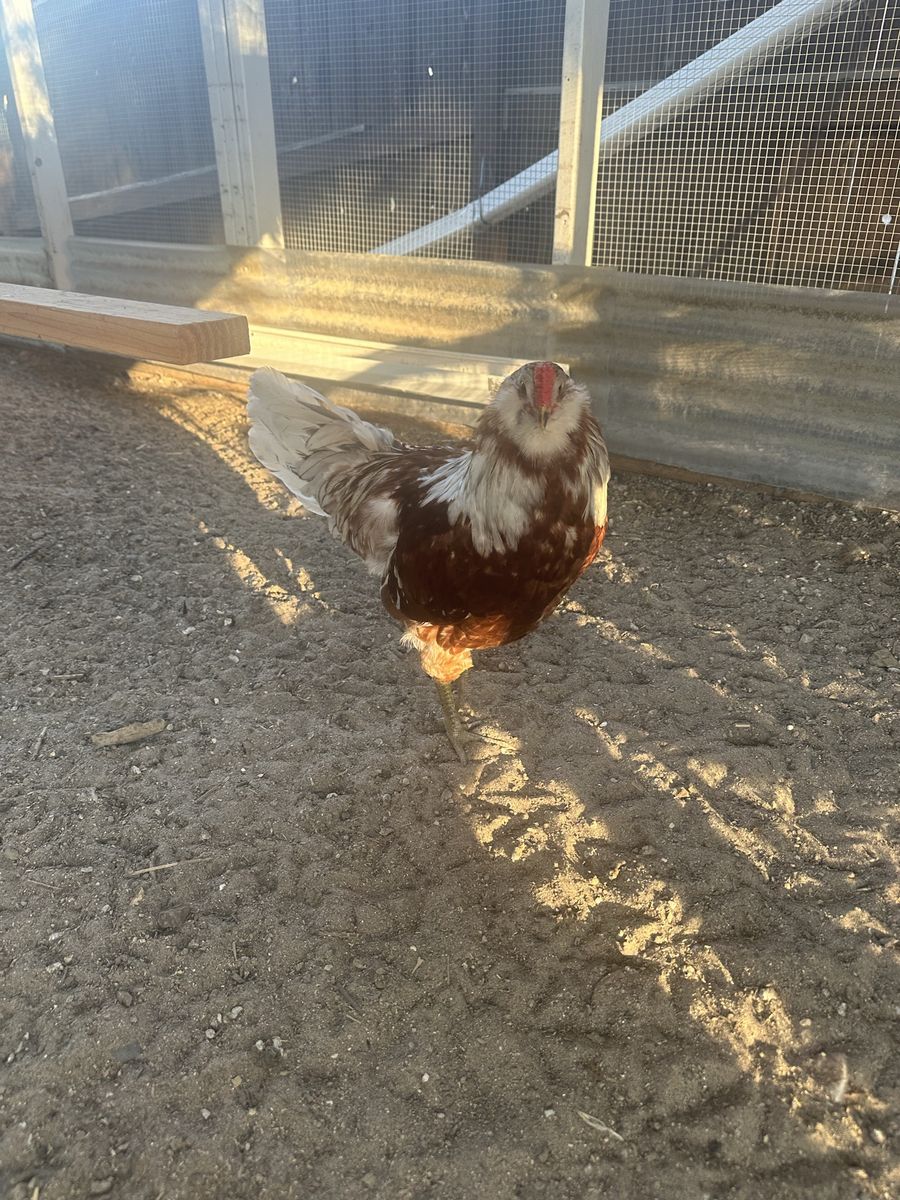 Free Rooster