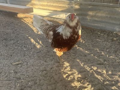 Free Rooster