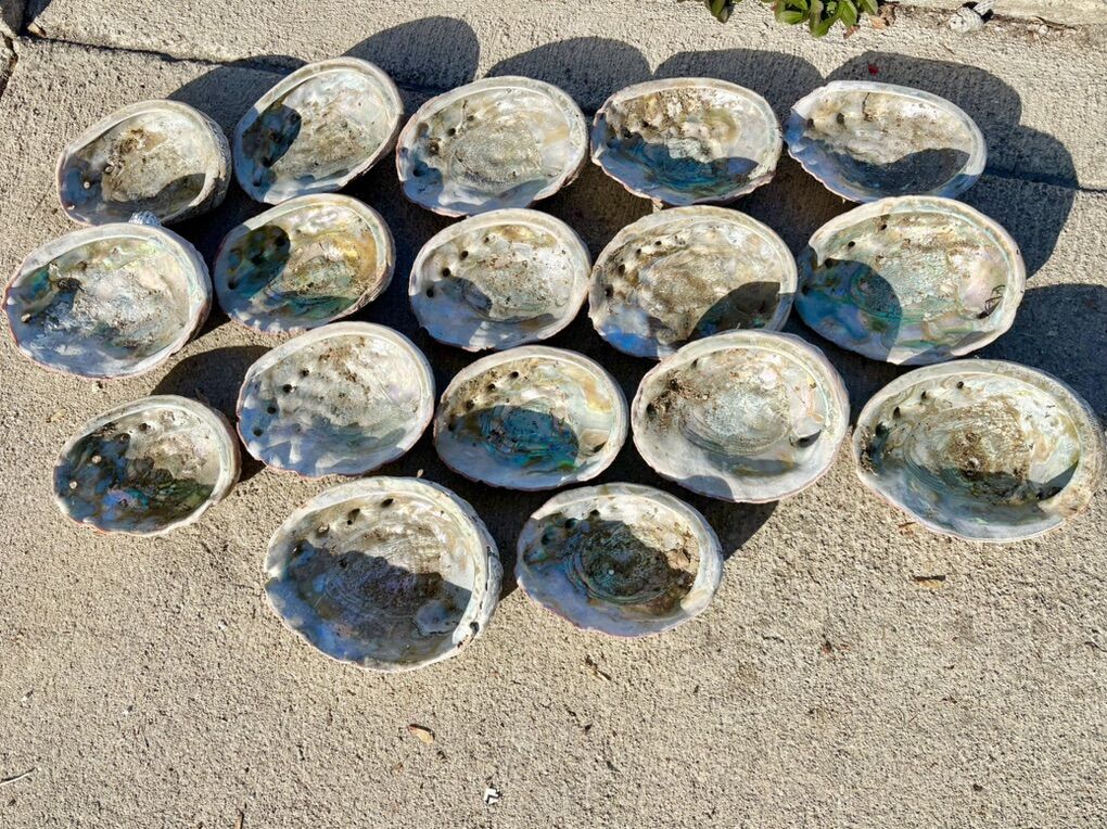 Lot Of 17 Large Abalone Mother of Pearl Shells