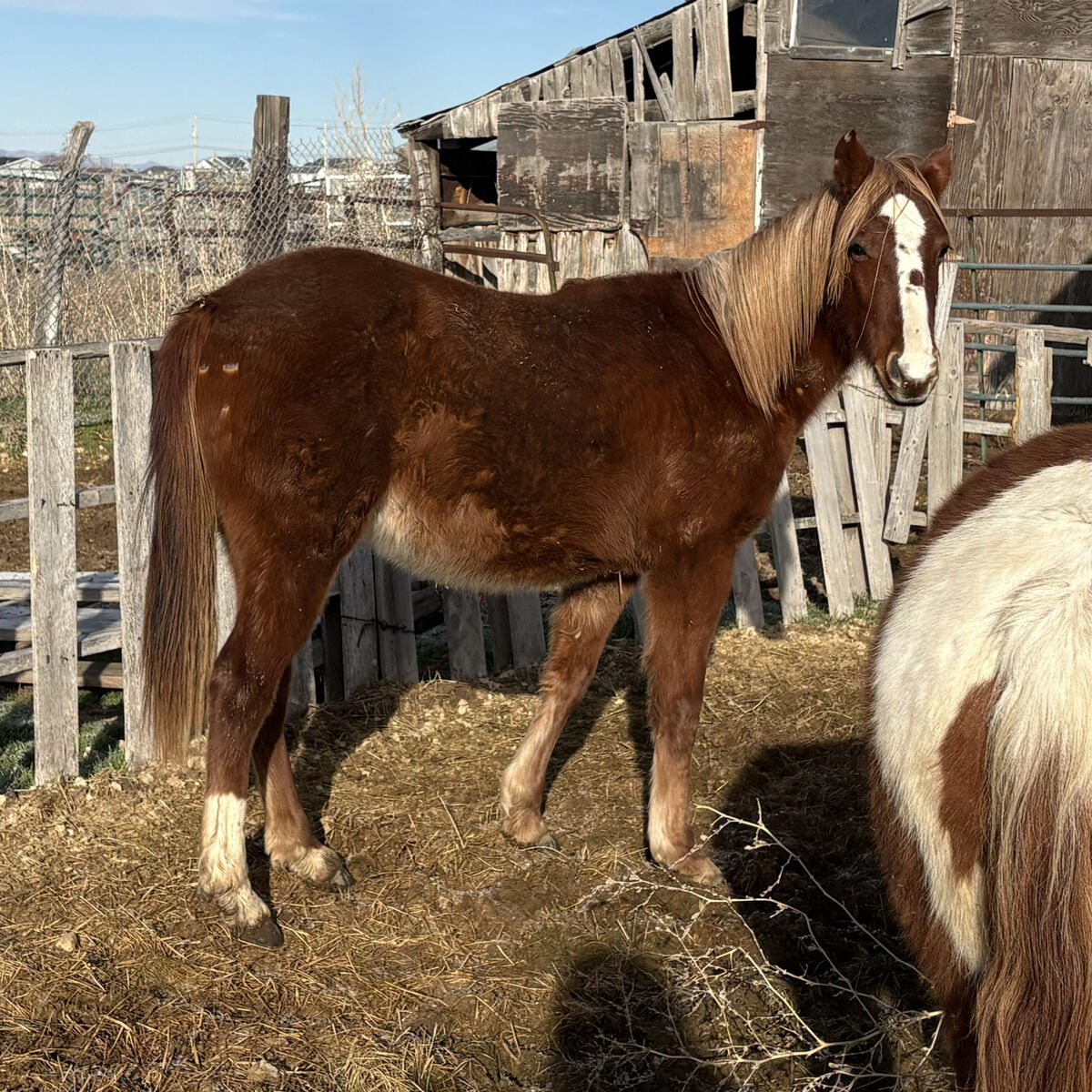 2 year old sorrell Filly