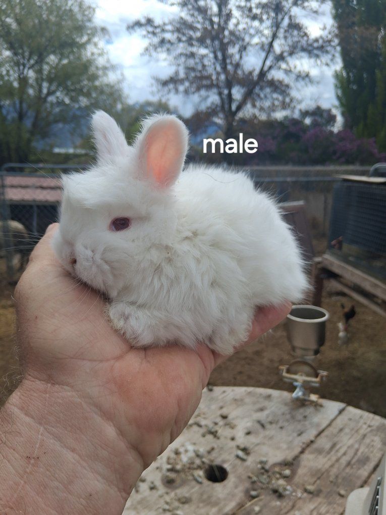 PureBred Engish Angora Bunnies