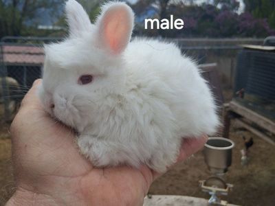 PureBred Engish Angora Bunnies