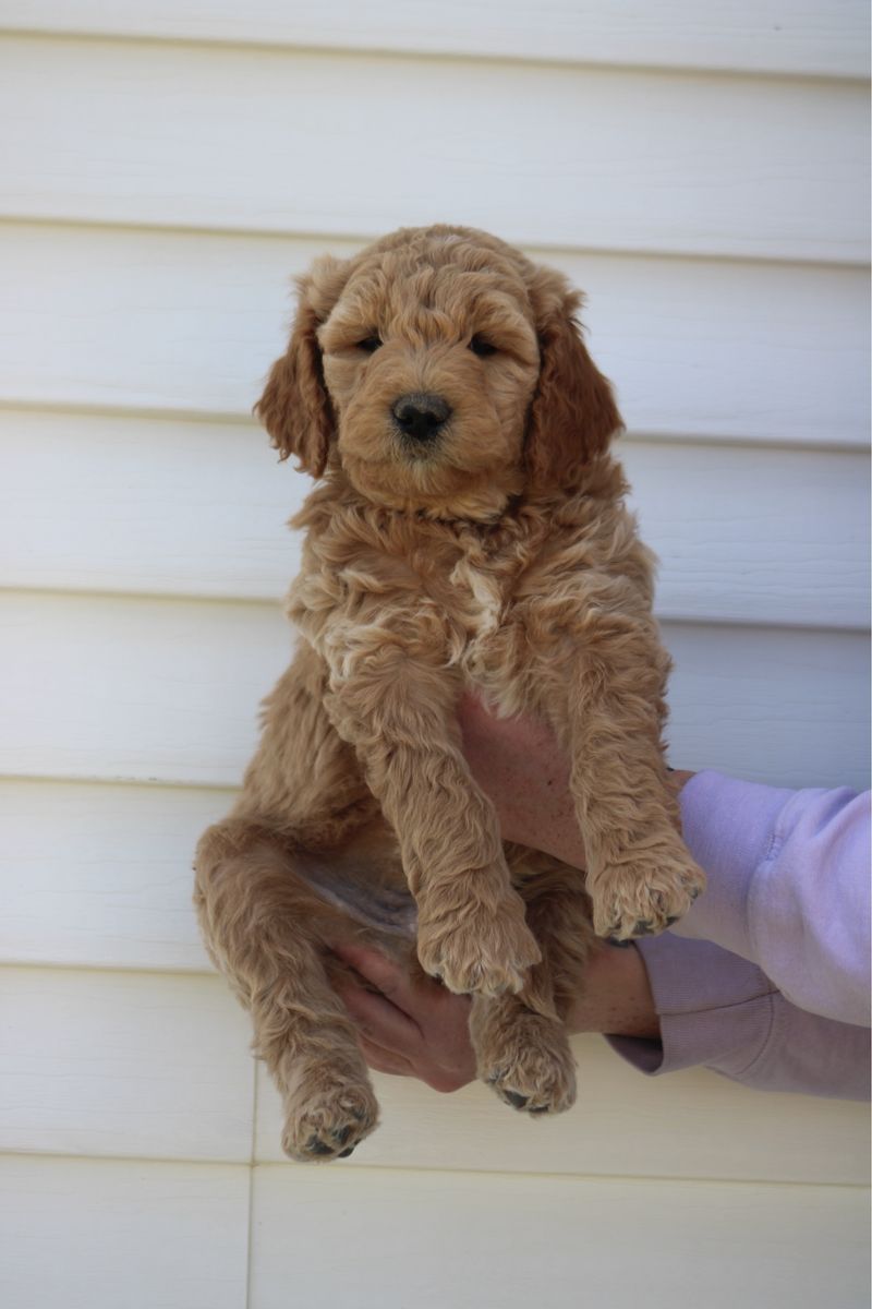 F2B Goldendoodle