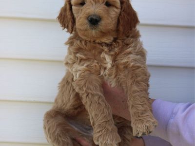 F2B Goldendoodle