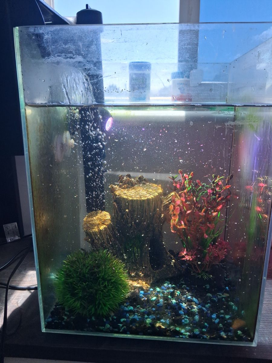 Free 5 gallon fish tank with beta fish, 2 frogs and 2 snails.