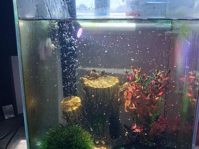 Free 5 gallon fish tank with beta fish, 2 frogs and 2 snails.