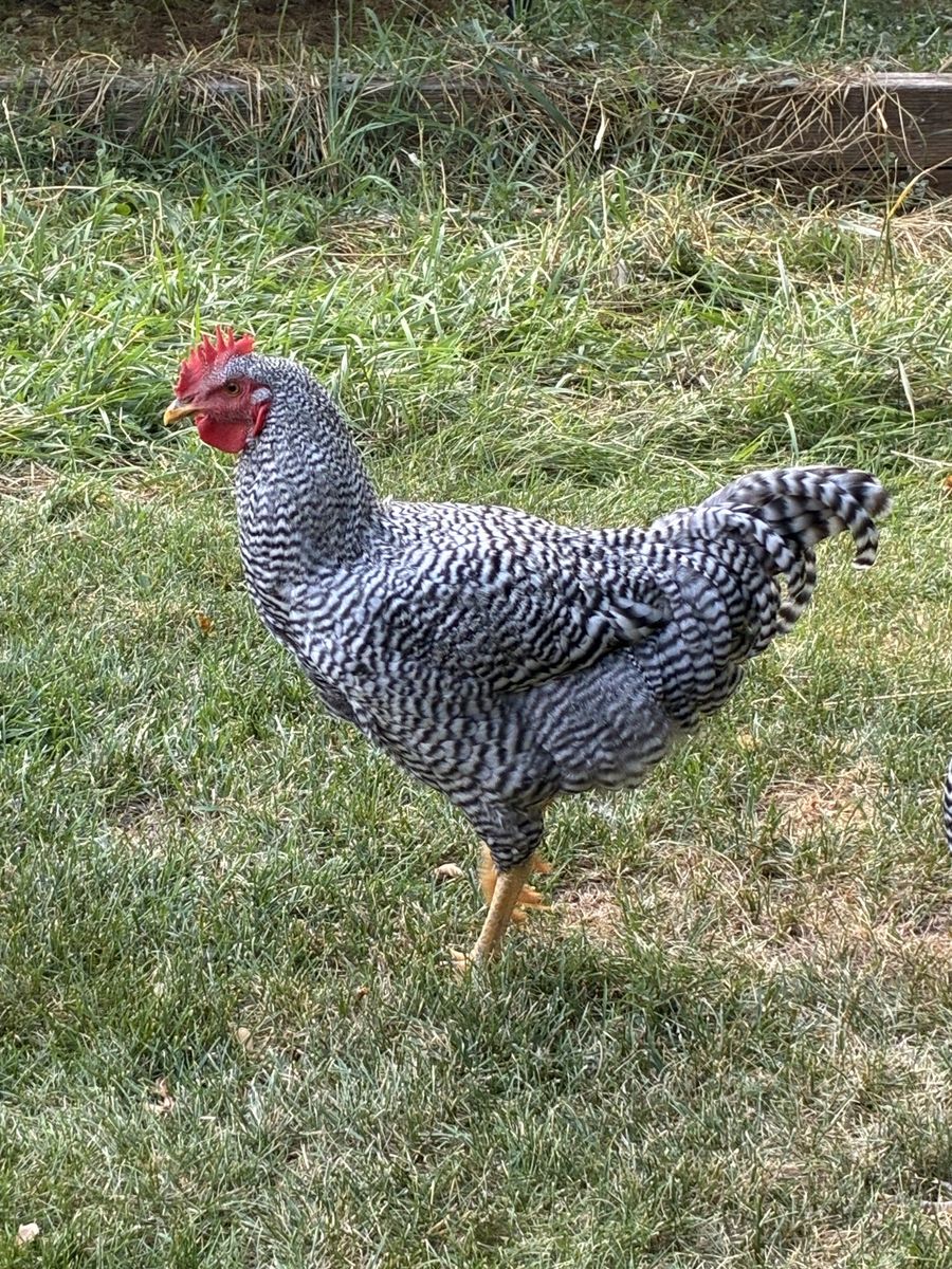 Plymouth Rock rooster (free)
