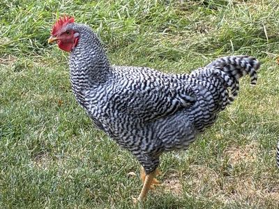 Plymouth Rock rooster (free)