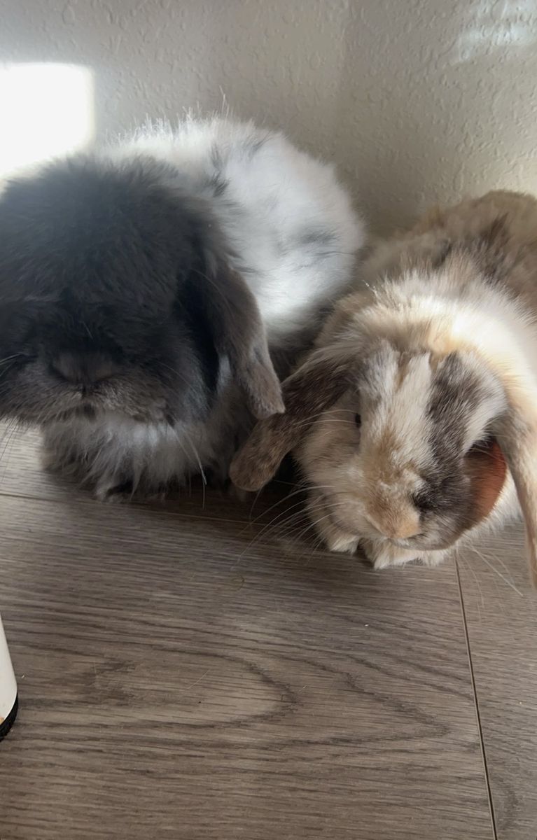 Bonded male bunnies