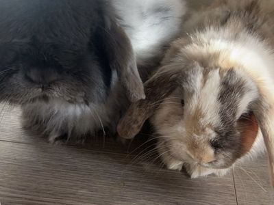 Bonded male bunnies