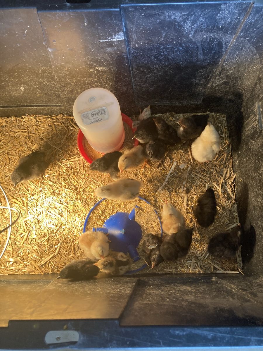 Barnyard Chicks and Pullets. Straight Run. See pricing.