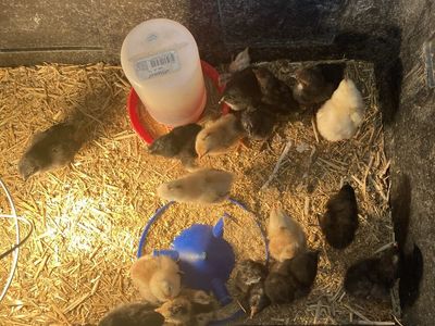 Barnyard Chicks and Pullets. Straight Run. See pricing.