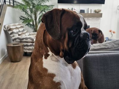 AKC European Boxers