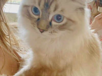 Gorgeous LYNX RAGDOLL/PROVEN PUREBRED 4 STUD--Electric Blue Eyes/Best temperament--Sires multiple beautiful/sweet kittens!