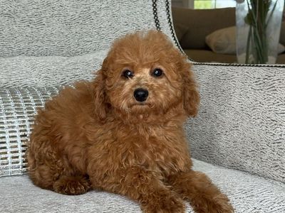 Adorable Mini Goldendoodle Puppy - Ready for a Loving Home!