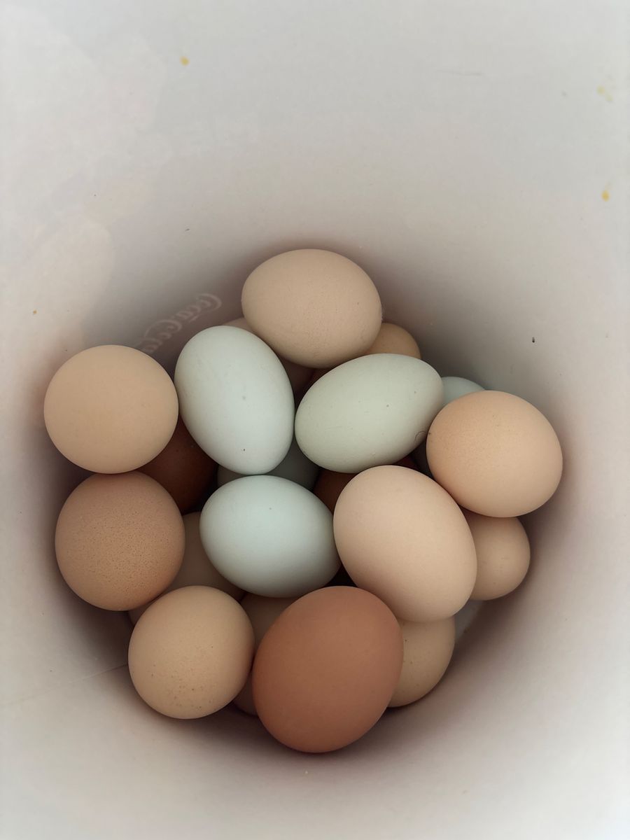 Fresh eggs!