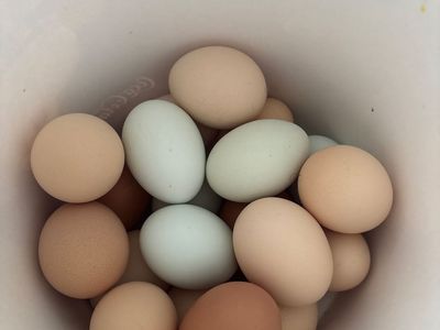 Fresh eggs!