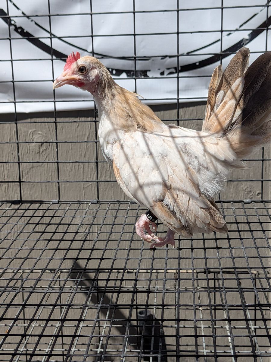 golden Azteca kikiriki rooster