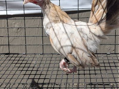 golden Azteca kikiriki rooster