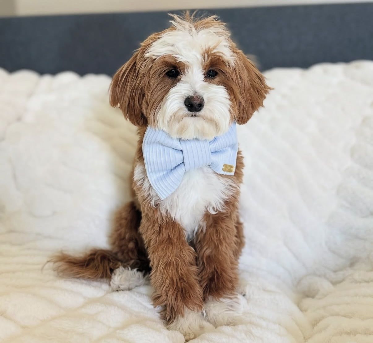 Free 18 Month Old Goldendoodle