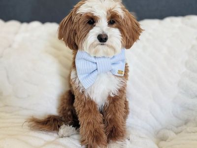 Free 18 Month Old Goldendoodle