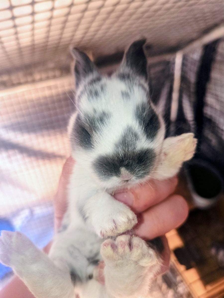 Pedigreed New Zealand Bunnies