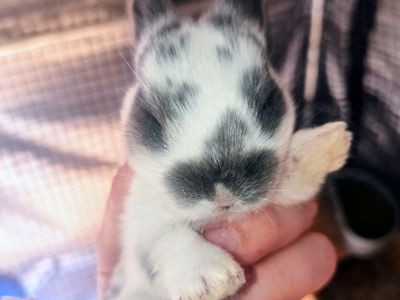 Pedigreed New Zealand Bunnies