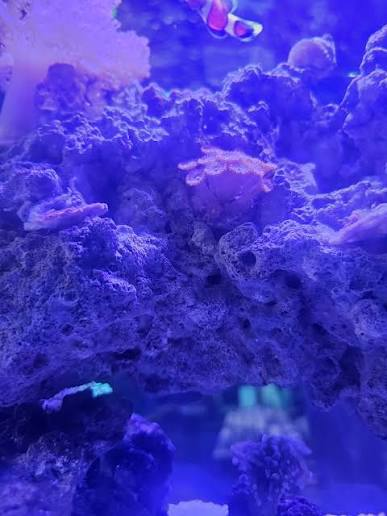 Live Saltwater Coral – Long Tube Zoanthids / Protopalythoa Frag | Reef Safe
