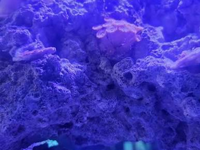 Live Saltwater Coral – Long Tube Zoanthids / Protopalythoa Frag | Reef Safe