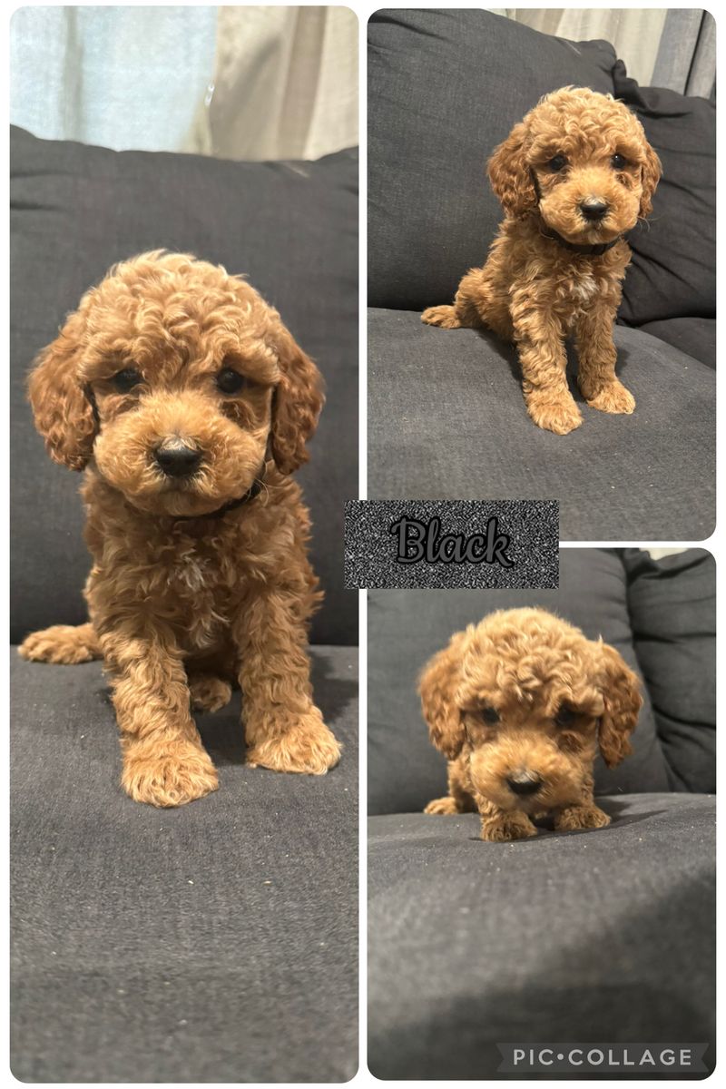 Mini Goldendoodles , Mini Golden Doodles